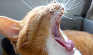 猫の舌の不思議
