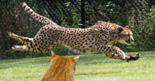 熱中症で動物園の動物もダウン、家猫は大丈夫？
