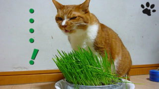 コスパと利便性を考慮して100均で製作した猫草キット