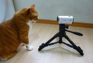 ペットの動画撮影に最適な三脚を発見、専用ホルダーで携帯でも使用可能