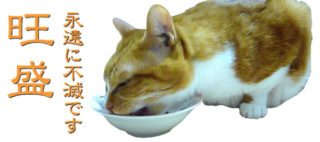 猫がご飯を食べてくれない？病気？そんな時
