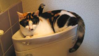 トイレやお風呂に入るとドアの前にいるストーカー猫の不思議