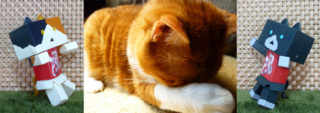 猫が目を隠して寝ている理由