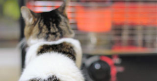 室内で飼っている猫のお留守番の時の暖房対策