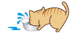 我が家の猫がまき散らしながら水を飲む原因