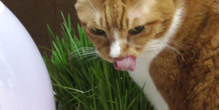 猫草を食べる猫と食べなくなった猫と困っていた事
