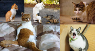 猫の毛柄の不思議
