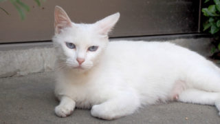 白い毛柄で青い目をした猫のこと