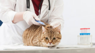 猫のワクチン接種での予防症状