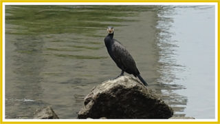 6月の広島市内で見かけた野鳥