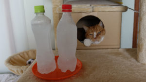ペットの暑さ対策、かなり長持ちする冷凍ペットボトル