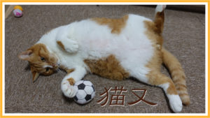 尻尾の短い猫が日本で多く存在していた理由