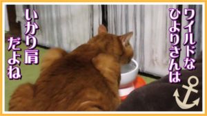 水飲み皿の高さを改善した後の猫の尻尾