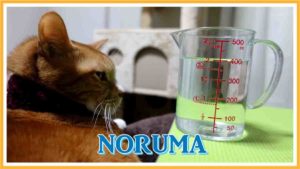猫の病気の早期発見に役立つ1日に必要な水分量
