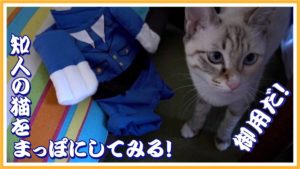 知人の仔猫にポリス服を着せてみました