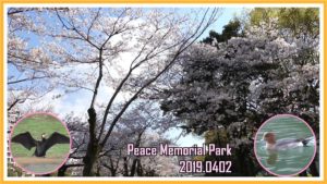 広島平和記念公園の桜と野鳥