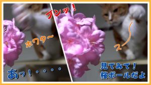 猫の花見用に桜ボールを用意してみました
