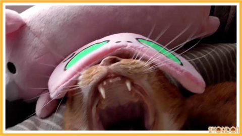 あくびする猫