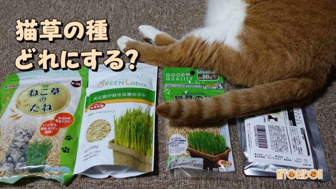 猫草の種の比較
