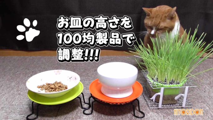 老猫が餌を飲み込みやすいように百均製品でお皿の高さを調整