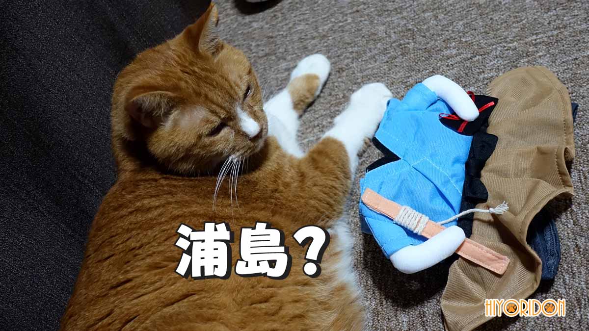 Ｓサイズの浦島太郎の服をひと手間加えてＬサイズの猫が装着