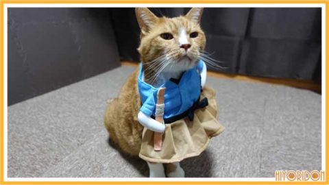 浦島太郎服を着た猫